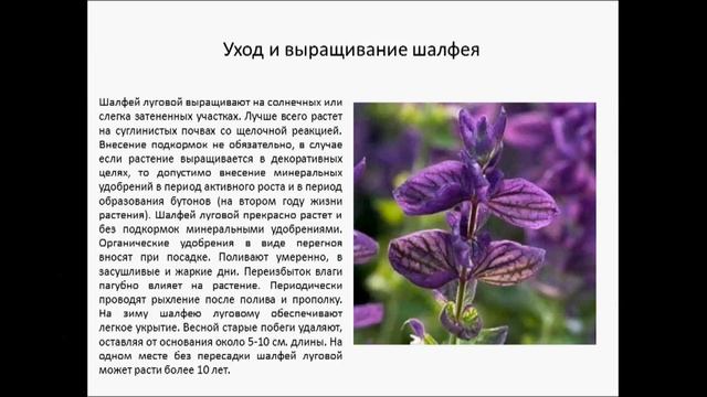 шалфей луговой смотреть онлайн