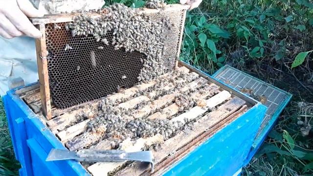 Кассетно-корпусное улье с 2 семьями даёт до 90 кг  мёда. смотреть онлайн