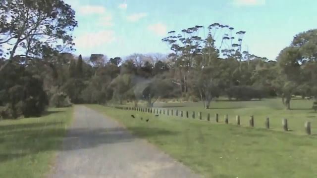 Птицы Новой Зеландии Birds of New Zealand смотреть онлайн