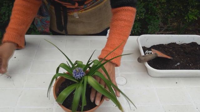 Scilla Peruviana O Jacinto Del Perú