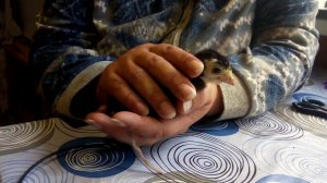 Шпагат у цыпленка // как помочь цыпленку если разъезжаются лапы