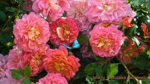 Роза парковая Кристофер Марлоу (rosa) ? обзор: как сажать, саженцы розы Кристофер Марлоу