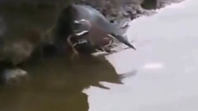 Вот кого надо брать на рыбалку смотреть онлайн