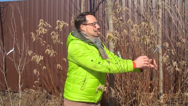 Пихта. Для какого климата и сада подходит?