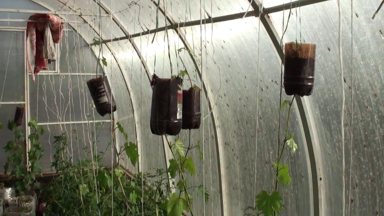 Тепличные растения и саженцы винограда на 09 06 2015 смотреть онлайн