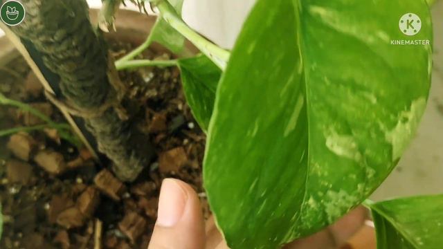 EPIPREMNUM PINNATUM ALBO VARIEGATED|| Propagation In Different Mediums And It's Update 🌿