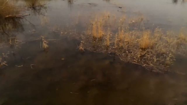 Начало подъёма уровня Волги. Место впадения р. Царица в р. Волгу. Весна 2019 г. смотреть онлайн