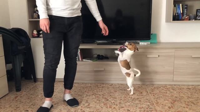 Танцуй пока молодая, танцующая собака- funny videos, dancing dog, jack russell смотреть онлайн