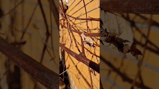 Обои, картинки на заставку без музыки, осень, осенние фото Wallpaper, Autumn Clinic Screensaver