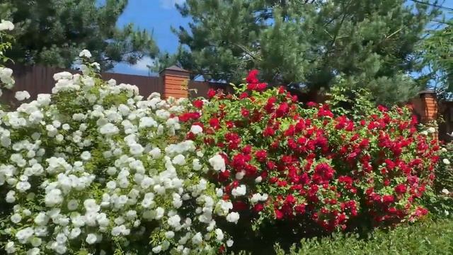 Розы белые в шипах розы красные смотреть онлайн