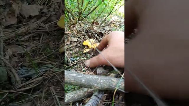 гриб Лисичка смотреть онлайн