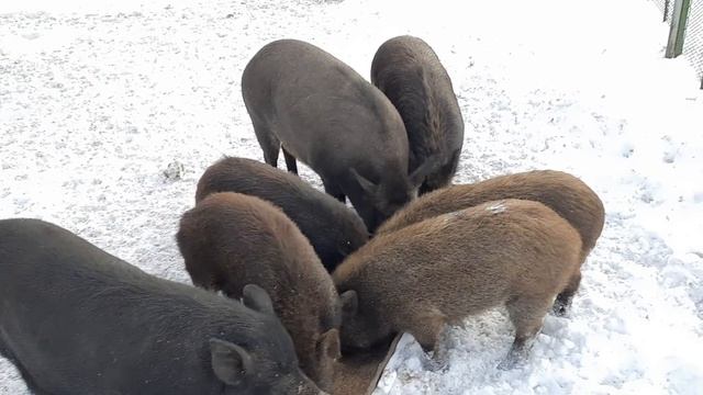 НУЖНА ВАША ПОМОЩЬ/НАЧАЛО ИСТОРИИ/ смотреть онлайн