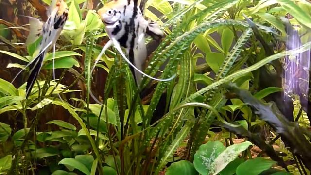 Нерест скалярий. В аквариуме есть гурами, поедающие икру скалярий! смотреть онлайн