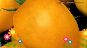 Томат Де Барао золотой. Краткий обзор, описание характеристик solánum lycopérsicum