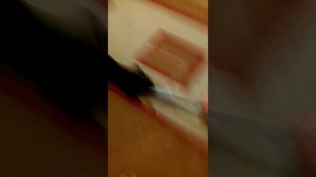 Злая чихуахуа не отдаёт носок смотреть онлайн