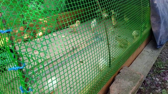 Вольер для цыплят , курчат дешевый и простой смотреть онлайн