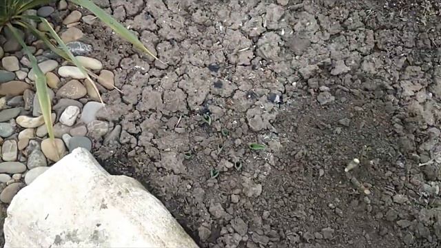 Огородные дела/Посев моркови/Клумбы и ягодник