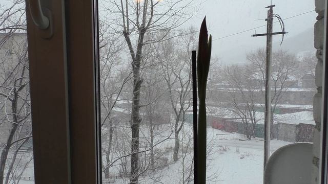 Досвечиваем цветы в снегопад: гипеаструм, хризантемы, эвкалипт - для цветения к Новому Году смотреть онлайн