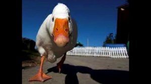 ТОП 10 !!! СМЕШНЫХ ГУСЕЙ