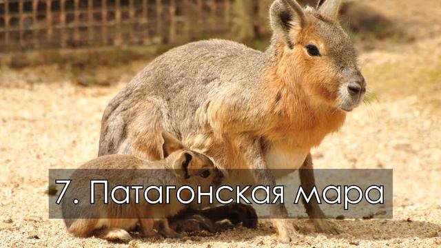 10 ЖИВОТНЫХ, КОТОРЫХ РАНЬШЕ ВЫ НИКОГДА НЕ ВИДЕЛИ | 2 часть смотреть онлайн