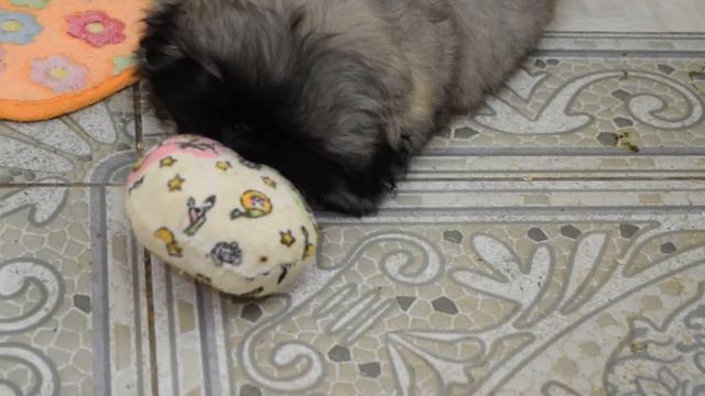 Питомник пекинесов САВЕЛИНА - мальчик Барик смотреть онлайн