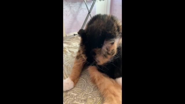 За что меня ты так грызёшь