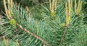 Когда собирать зелёные сосновые шишки
