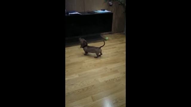 Такса танцует