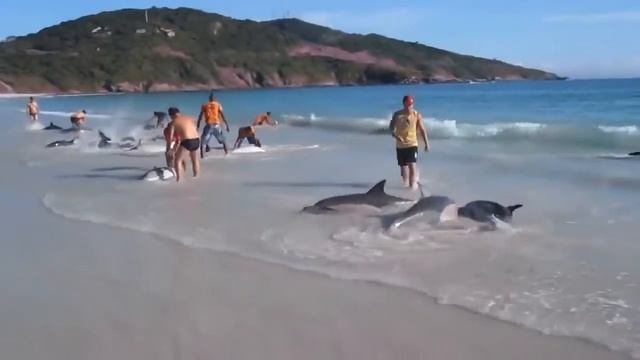 Дельфины на берегу! смотреть онлайн