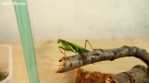 Террариум для Богомола и охота Богомола на муху! Alex Boyko