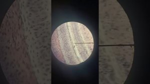 Гистология Трахея собаки