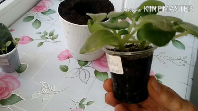 Пересаживаю фиалки. смотреть онлайн