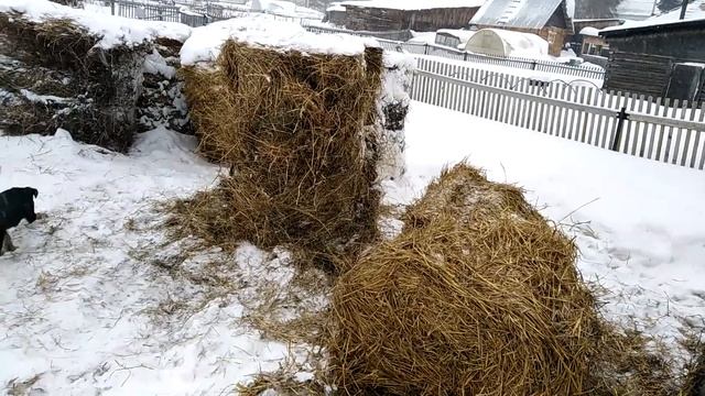 Сено или солома или то и другое. Едят ли животные солому. Опять за сеном, почему смотреть онлайн