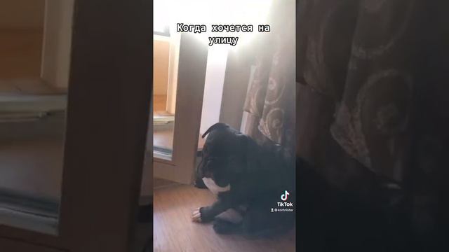 Французский бульдог Жюль и весна смотреть онлайн