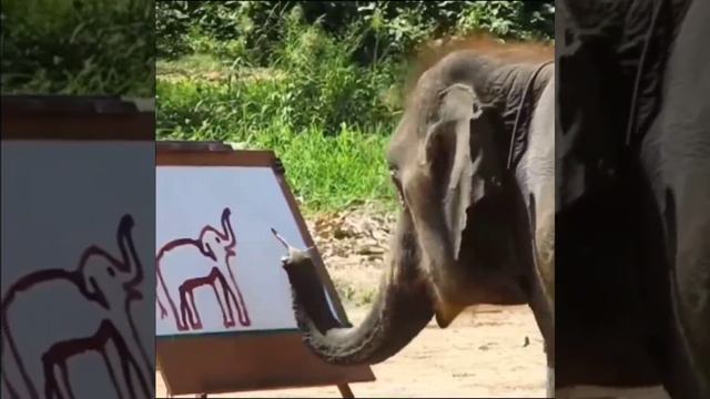 Слон рисует слона.Такого ты еще не видел смотреть онлайн