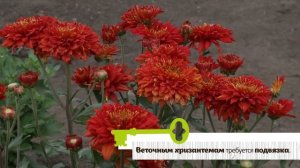 КОРЕЙСКИЕ ХРИЗАНТЕМЫ. Цветут долго, зимуют без проблем