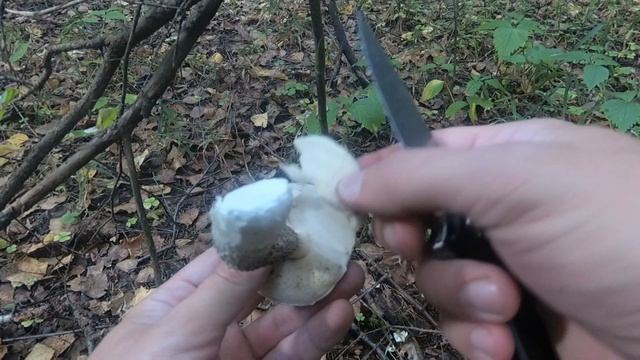 Грибы 2019. Тихая охота в Брянской области 2019. смотреть онлайн