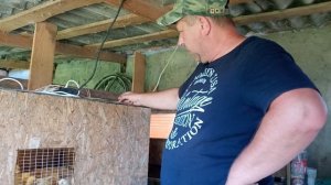 Самодельные брудеры для бройлеров .Терморегулятор для циплят ?.Корм от которого циплята кайфуют?.