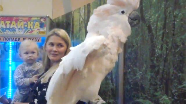 Шоу попугаев - Заказ попугая на праздник в Москве смотреть онлайн
