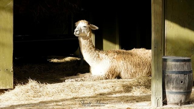 Абрахам Хикс – Кто такие дети аутисты – Эстер Хикс смотреть онлайн