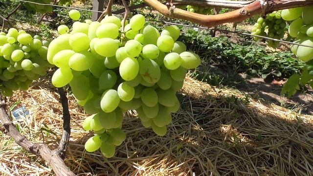Виноград "Новый Подарок Запорожью" смотреть онлайн