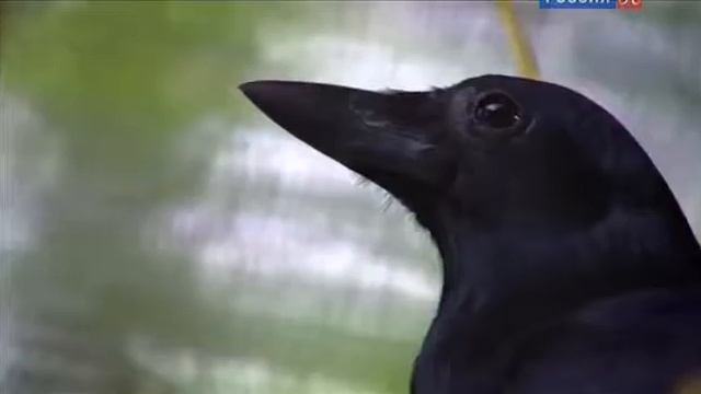 Попугай кеа смотреть онлайн