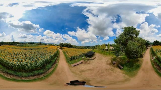 ３６０度動画　和泉リサイクル環境公園のひまわり（２０２２年７月２０日）Insta360 ONE X2 смотреть онлайн