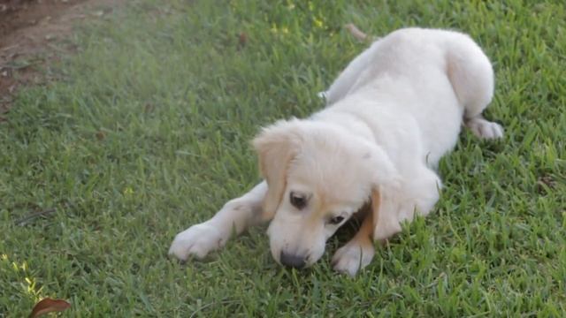 Звуки милых собачек, лай собаки, скуление.. смотреть онлайн