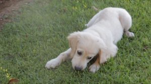 Звуки милых собачек, лай собаки, скуление..