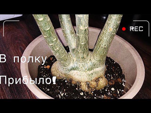 Новый адениум! Обзор и пересадка новичка) смотреть онлайн