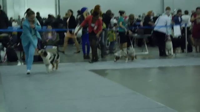 Россия 2014, австралийская овчарка, бэби сравнение смотреть онлайн