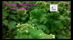Сад и Огород! Защита Калины от вредителей!!!