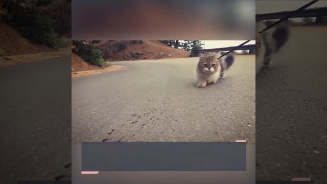 Редкие породы домашних кошек смотреть онлайн