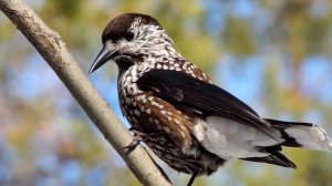 Кедровка - интересные факты